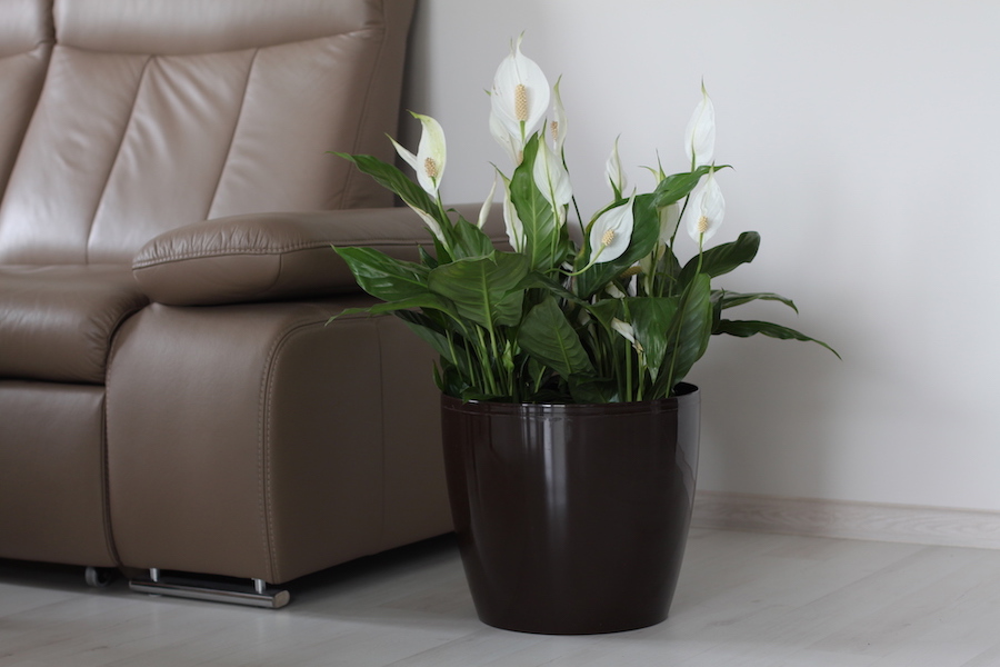 Magnolia - Imagen 8