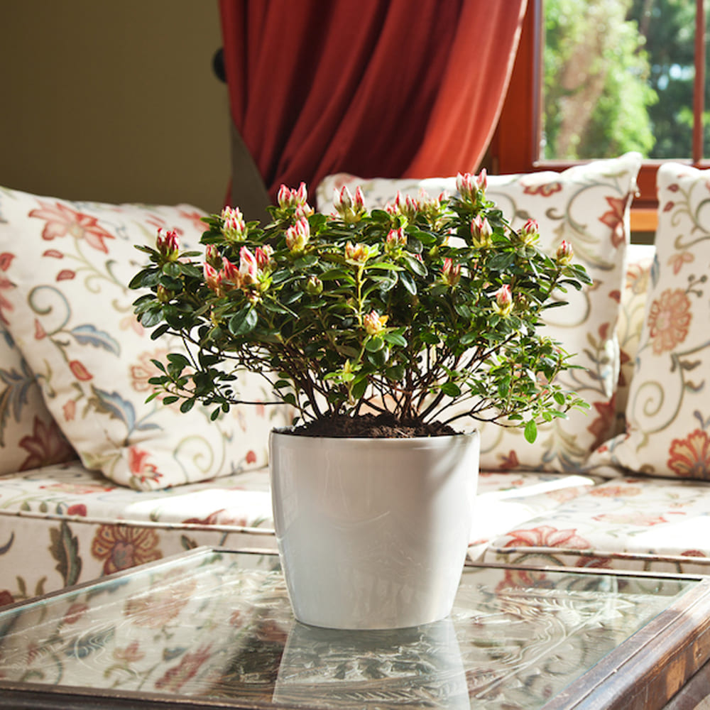 Magnolia - Imagen 2