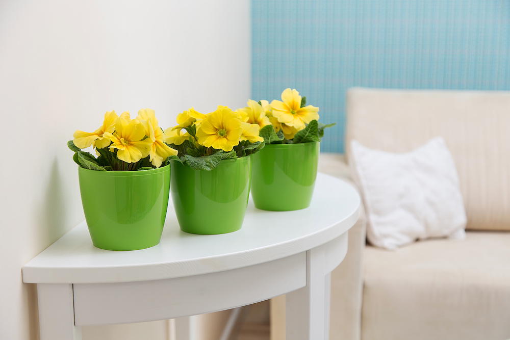 Magnolia - Imagen 9
