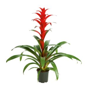 Bromelia Allura
