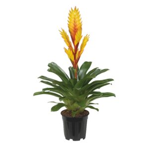 Bromelia Electric