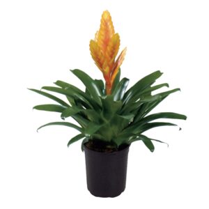 Bromelia Energy