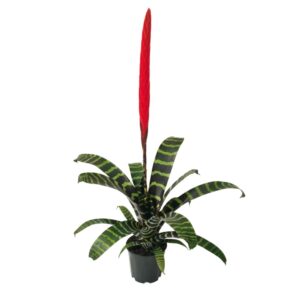 Bromelia Espada