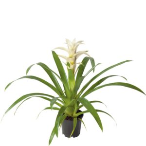 Bromelia Froozen