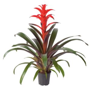 Bromelia Futura
