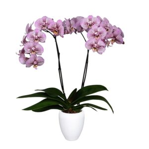 Orquídea Andorra 