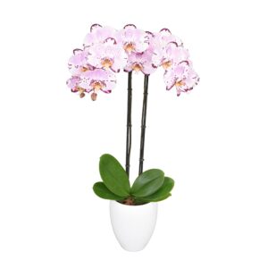 Orquídea Kunming