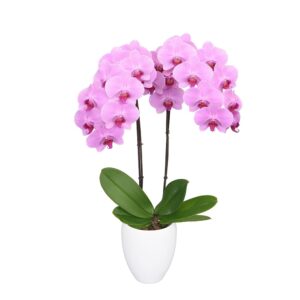 Orquídea Minneapolis