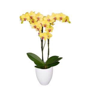 Orquídea Modena