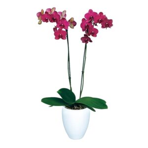 Orquídea Montreux