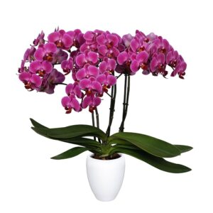 Orquídea Morelia