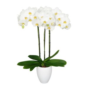 Orquídea Nottinghan