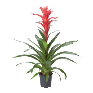 Bromelia Rouche