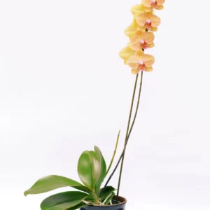 Orquídea Strip orange
